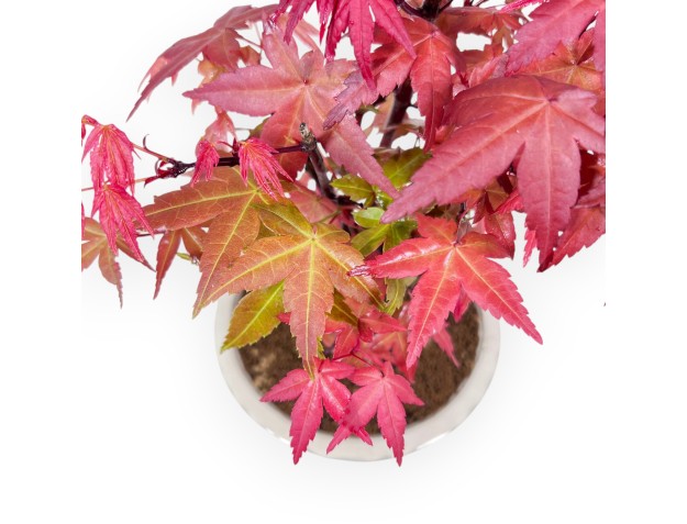 Bonsai of Maple of 27 cm | Round cream pot 2