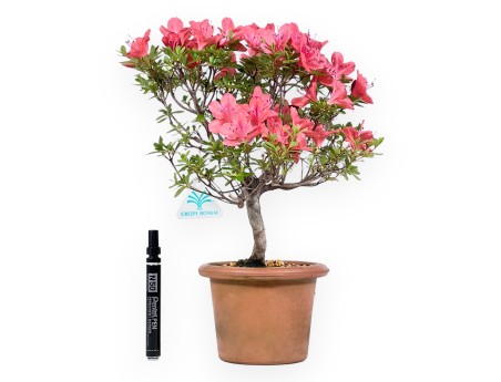 Bonsai di Azalea da 35 cm | Vaso tondo da coltivazione