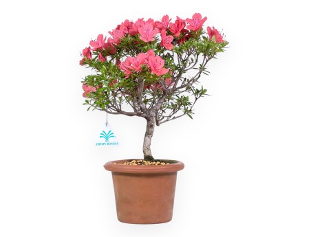 Bonsai di Azalea da 35 cm | Vaso tondo da coltivazione