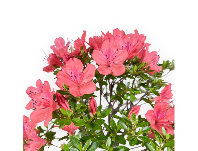 Bonsai di Azalea da 35 cm | Vaso tondo da coltivazione