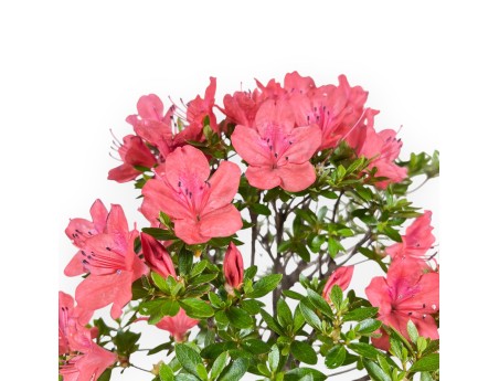 Bonsai von Azalee von 35 cm | Rund unglasierten anzucht Topf
