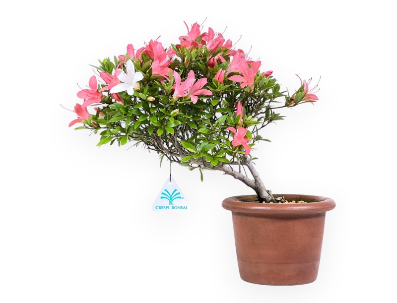 Bonsai of Azalea of 30 cm | Round unglazed growing pot