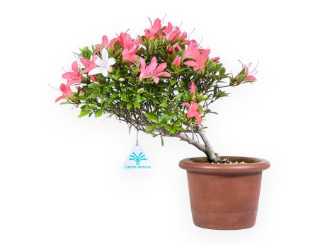 Bonsaï de Azalea de 30 cm | Pot rond de culture non émaillé