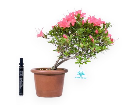 Bonsai of Azalea of 30 cm | Round unglazed growing pot