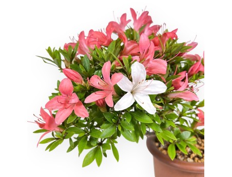 Bonsaï de Azalea de 30 cm | Pot rond de culture non émaillé