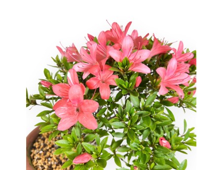 Bonsai of Azalea of 30 cm | Round unglazed growing pot
