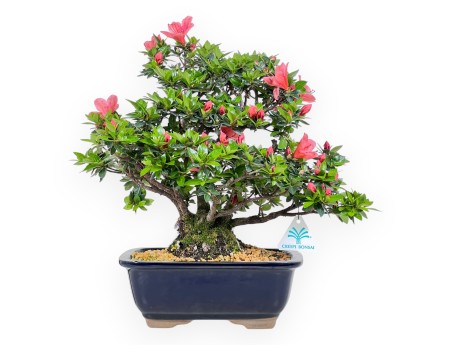 Bonsái de Azalea de 37 cm | Maceta rectangular azul