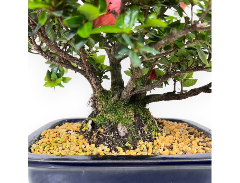 Bonsái de Azalea de 37 cm | Maceta rectangular azul