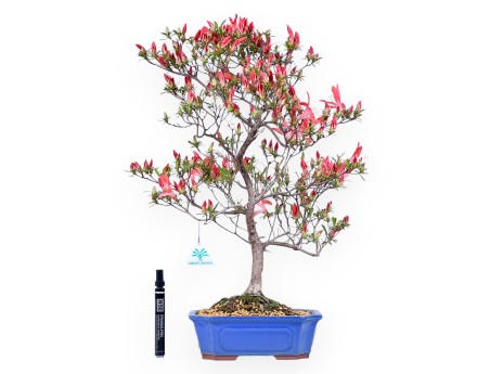 Bonsaï de Azalea de 54 cm | Pot rectangulaire bleu