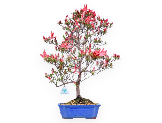 Bonsai di Azalea da 54 cm | Vaso rettangolare blu