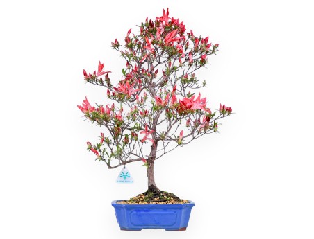 Bonsaï de Azalea de 54 cm | Pot rectangulaire bleu