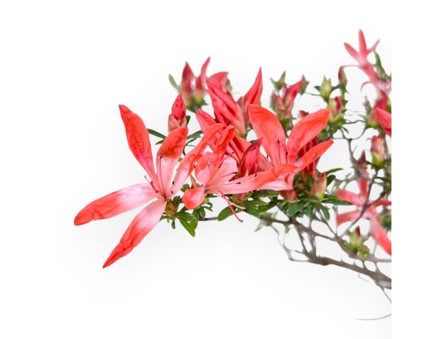 Bonsai di Azalea da 54 cm | Vaso rettangolare blu 2
