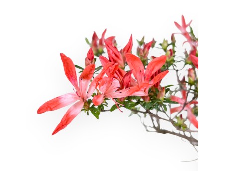 Bonsaï de Azalea de 54 cm | Pot rectangulaire bleu