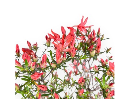 Bonsai di Azalea da 54 cm | Vaso rettangolare blu