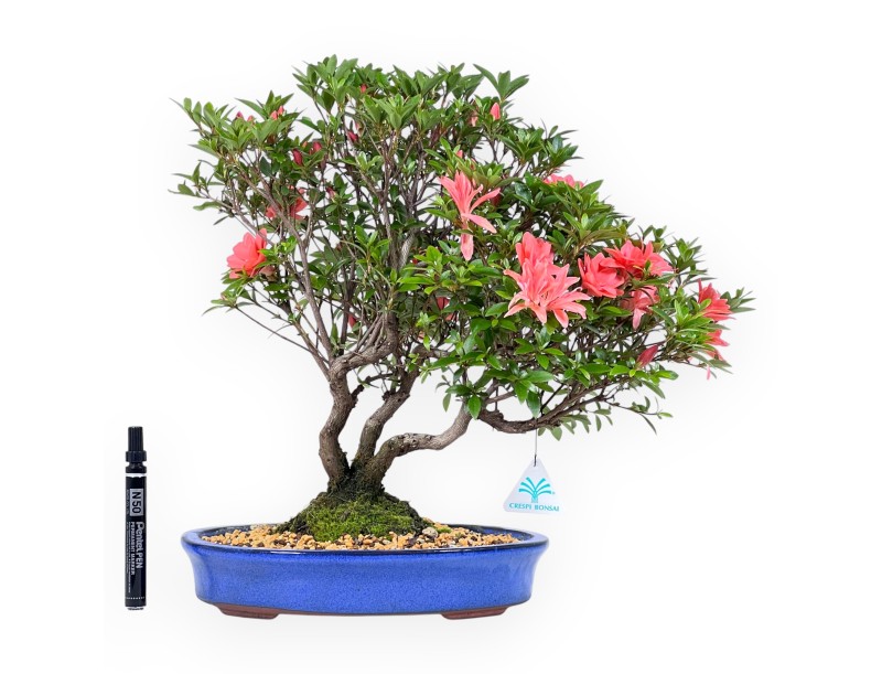 Bonsai von Azalee von 41 cm | Oval blau Topf