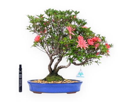 Bonsai von Azalee von 41 cm | Oval blau Topf