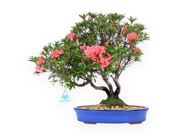 Bonsaï de azalée de 41 cm | Pot ovale bleu