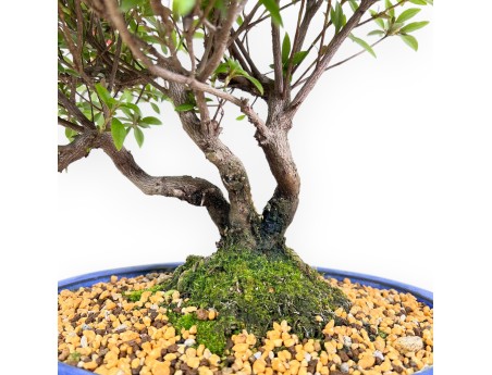 Bonsai von Azalee von 41 cm | Oval blau Topf