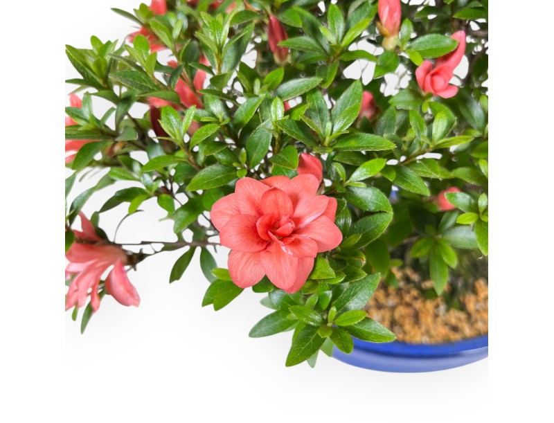 Bonsai van Azalea van 41 cm | Ovaal blauw pot