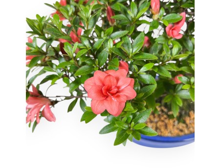Bonsai von Azalee von 41 cm | Oval blau Topf