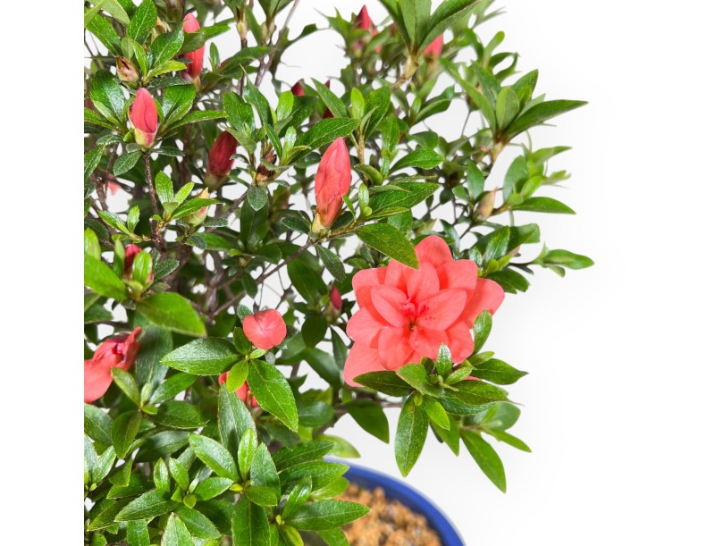 Bonsai van Azalea van 41 cm | Ovaal blauw pot