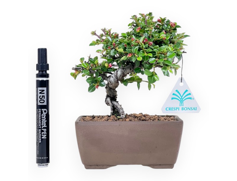 Bonsai di Cotoneaster da 18 cm | Vaso rettangolare grès