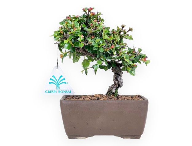 Bonsai von Cotoneaster von 18 cm| Rechteckiger Steingut Topf