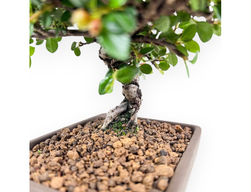 Bonsai di Cotoneaster da 18 cm | Vaso rettangolare grès