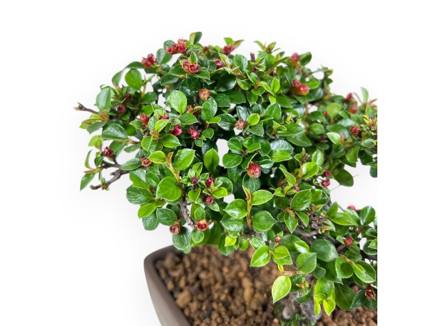 Bonsai von Cotoneaster von 18 cm| Rechteckiger Steingut Topf 2