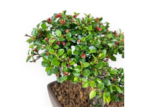 Bonsai di Cotoneaster da 18 cm | Vaso rettangolare grès