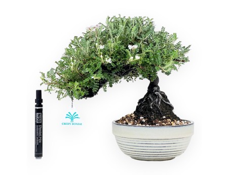 28 cm Osteomeles Bonsai | Glasiertes Steingut Rundtopf