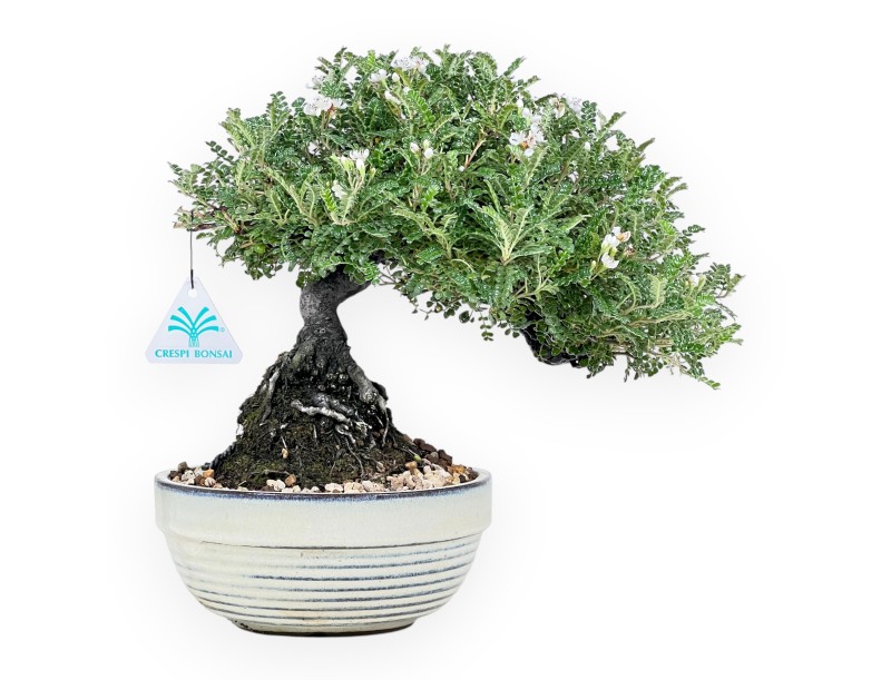 28 cm Osteomeles Bonsai | Glasiertes Steingut Rundtopf