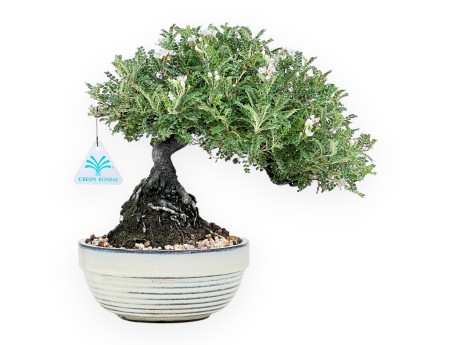 28 cm Osteomeles Bonsai | Glasiertes Steingut Rundtopf