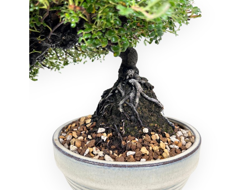28 cm Osteomeles Bonsai | Glasiertes Steingut Rundtopf