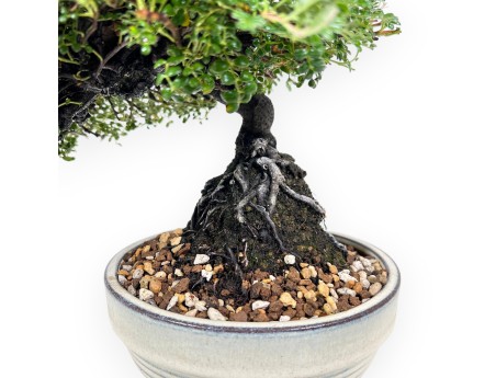 28 cm Osteomeles Bonsai | Glasiertes Steingut Rundtopf