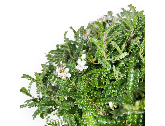 28 cm Osteomeles bonsai | Geglazuurd steengoed ronde pot 2