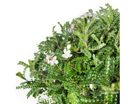 28 cm Osteomeles Bonsai | Glasiertes Steingut Rundtopf