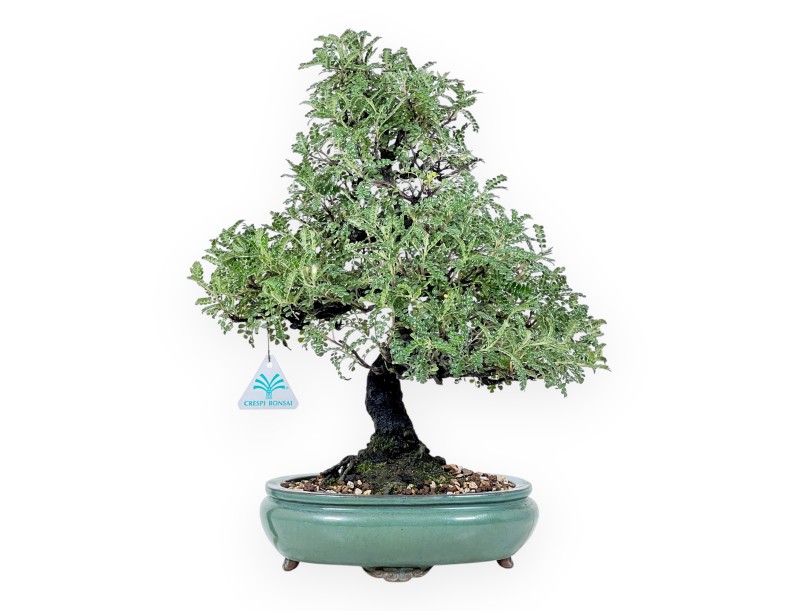 Osteomeles bonsai 41 cm | oval stoneware pot