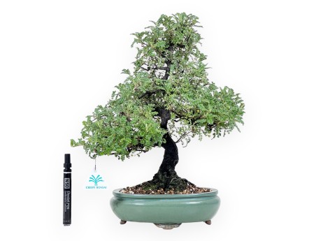 Osteomeles bonsai 41 cm | oval stoneware pot
