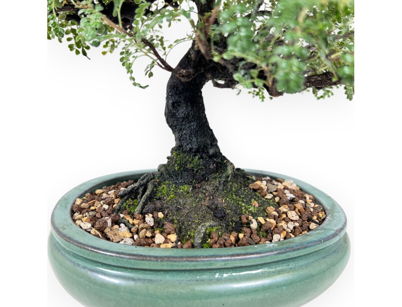 Osteomeles bonsai 41 cm | oval stoneware pot