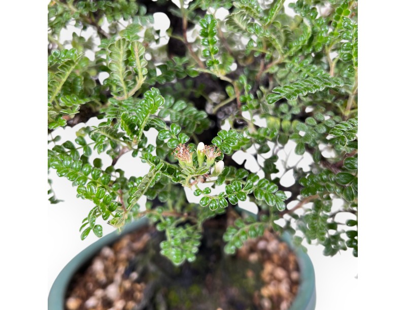 Osteomeles bonsai 41 cm | oval stoneware pot