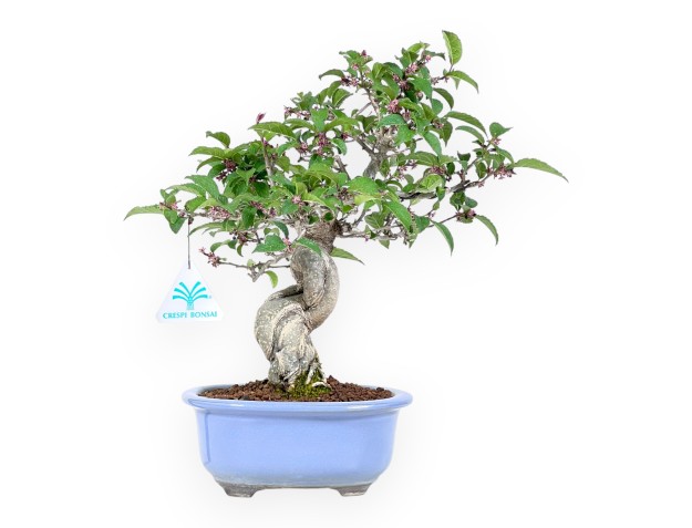 Bonsai di Ilex da 31 cm | Vaso ovale smalatato azzurro