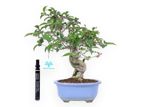 Ilex bonsai 31 cm | Pot ovale émaillé bleu clair