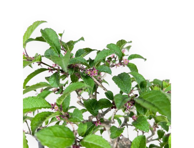 Ilex bonsai 31 cm | Maceta esmaltada ovalada azul claro 2