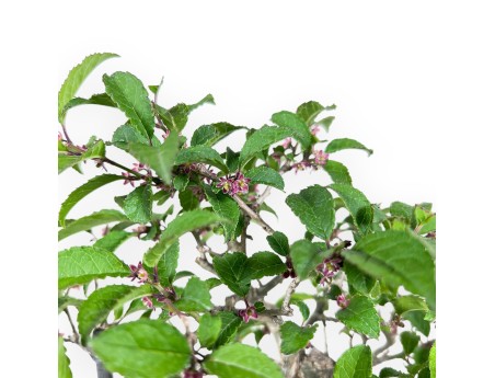 Ilex Bonsai 31 cm | Hellblauer ovaler emaillierter Topf