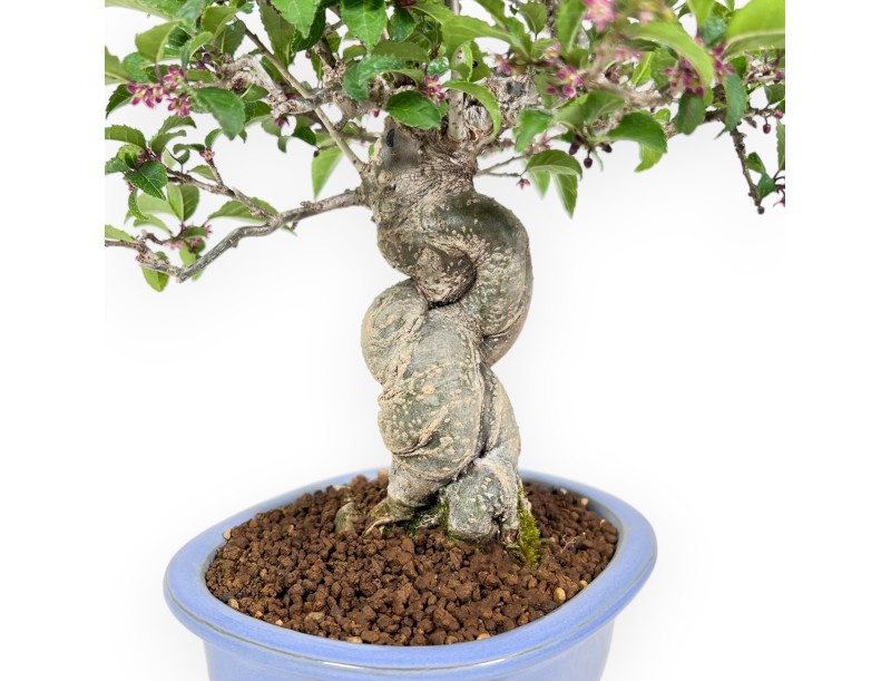 Ilex bonsai 31 cm | Pot ovale émaillé bleu clair