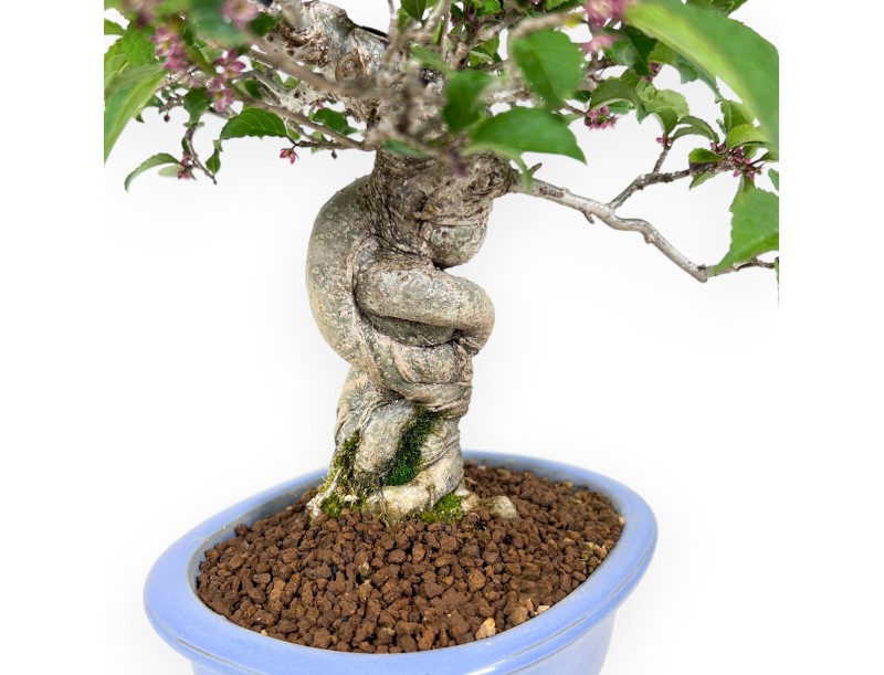 Ilex bonsai 31 cm | Maceta esmaltada ovalada azul claro