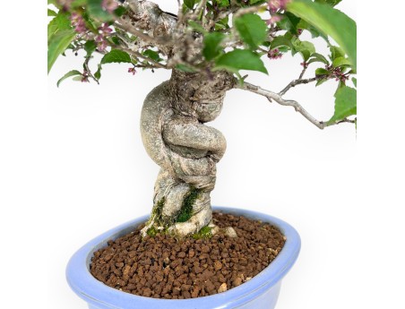 Ilex bonsai 31 cm | Lichtblauwe ovale geëmailleerde pot