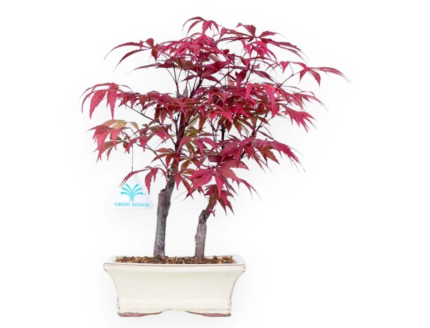 Arce bonsai 33 cm | Crema maceta rectangular
