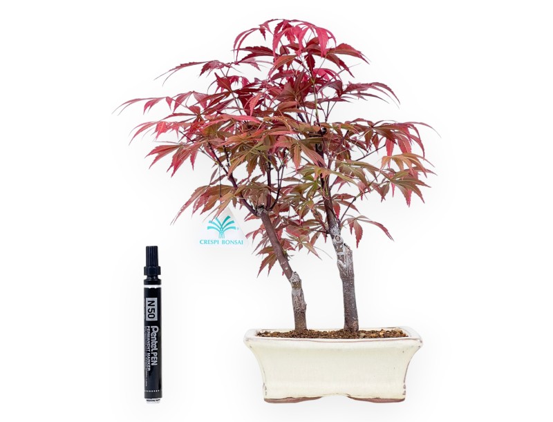 Maple bonsai 33 cm | Cream rectangular pot